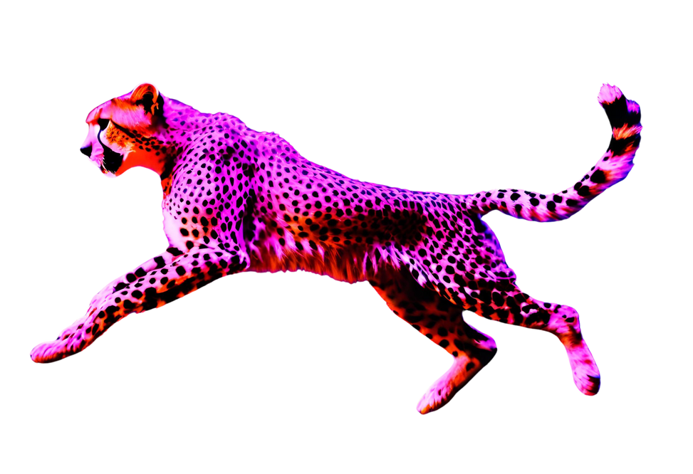 Cheetah Jumping. Gepardo.